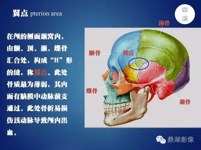 人体神经系统完整解剖图,超全神经系统解剖图近乎完美