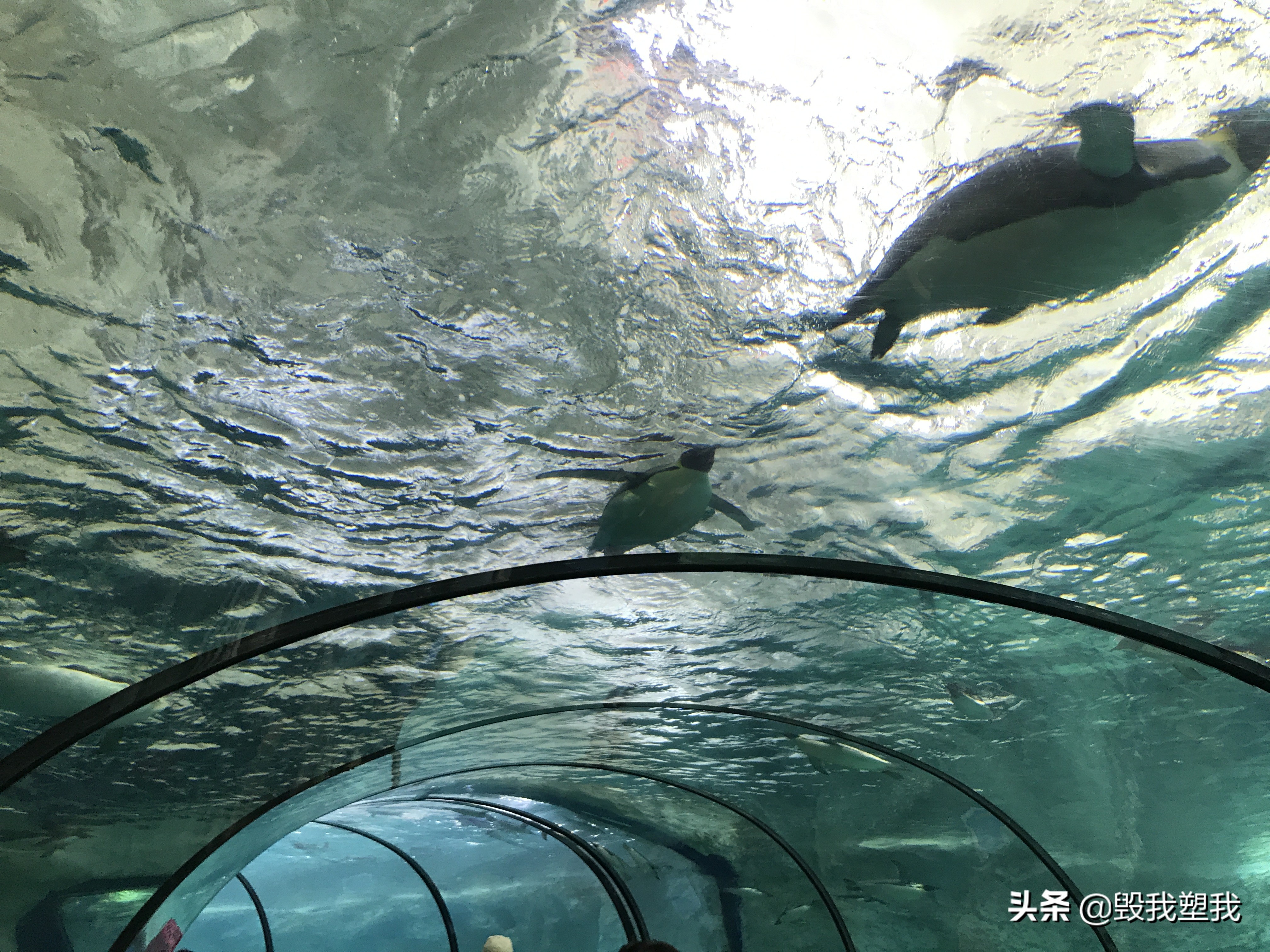 珠海长隆每个乐园都需要买门票吗,珠海长隆野生动物园门票价格