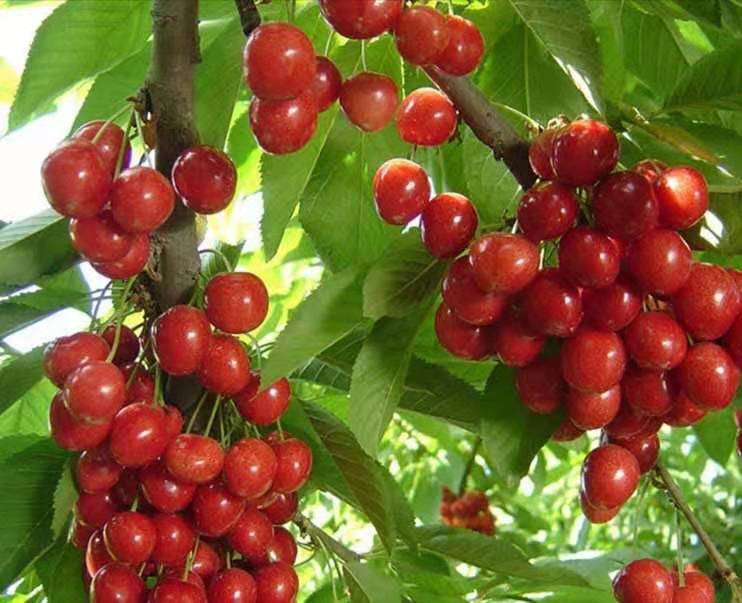 怎样防止大棚樱桃二次开花,一年的樱桃苗不发枝怎么办