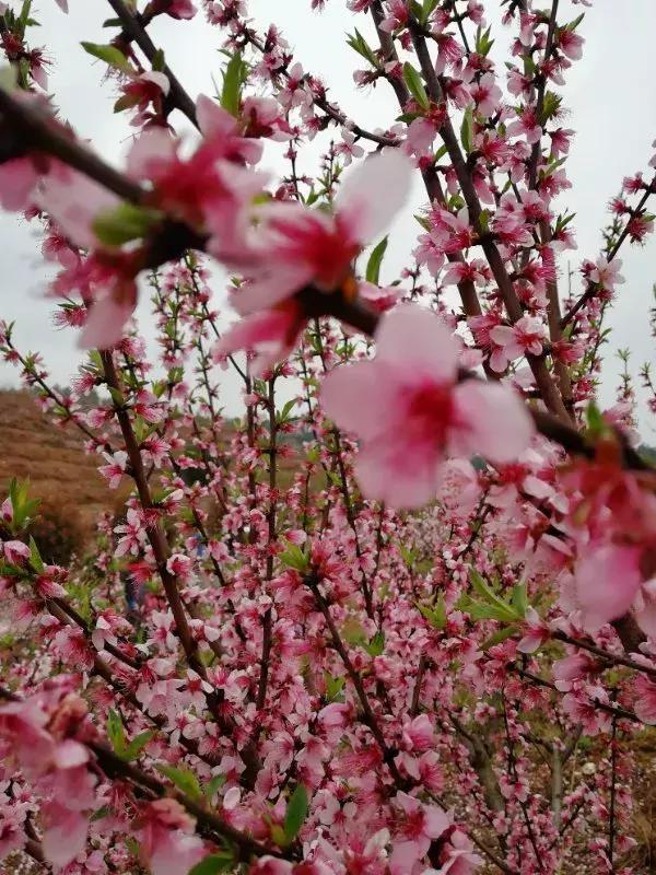 别再说安义没什么玩的了，有这一篇就够了！