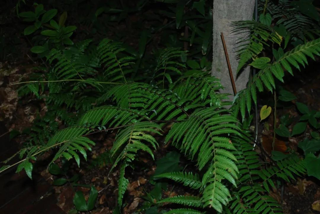 硬核整顿！高清中药教材原植物彩*图色**谱（四期）