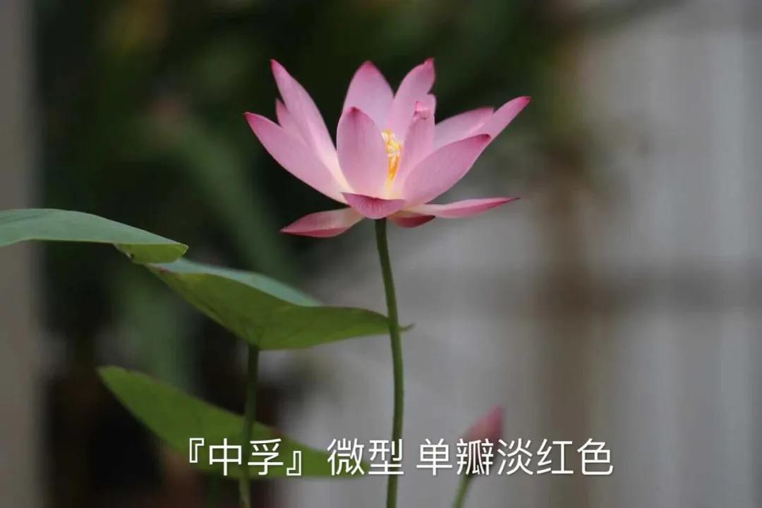 碗莲跟睡莲哪个适合鱼缸养鱼,睡莲和碗莲哪个适合在水缸养