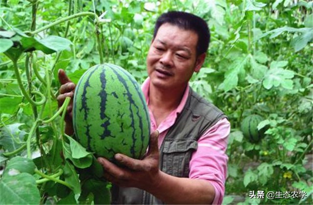 带你看三农知识分享,看西瓜种植技术视频