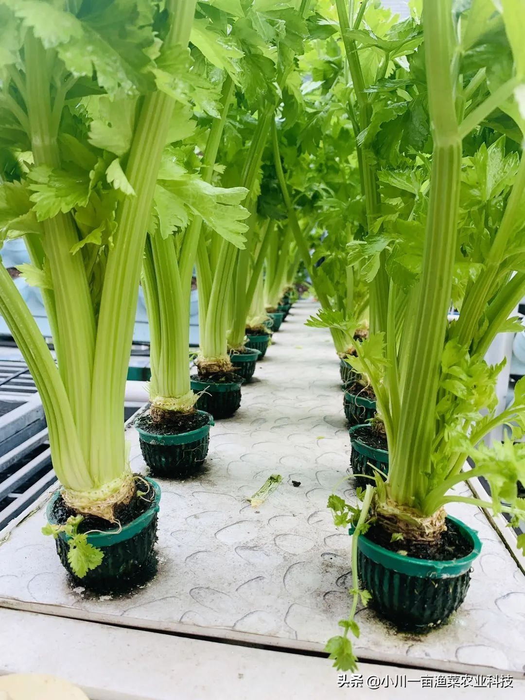 鱼菜共生系统全套设备,鱼菜共生系统管理方案