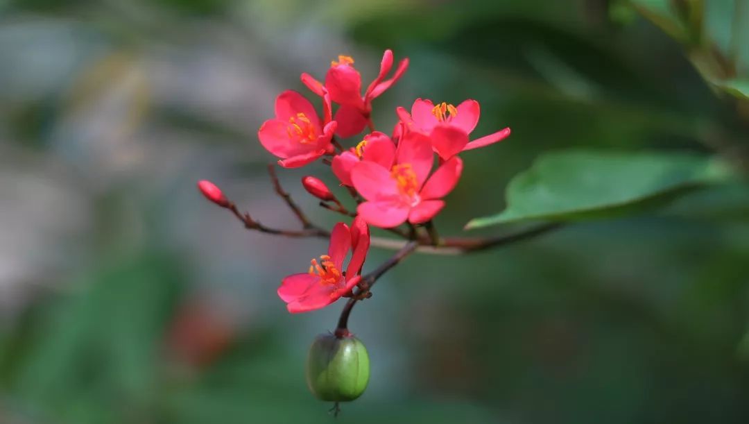 100种常见观叶植物图鉴史上最全,农村常见的100种植物