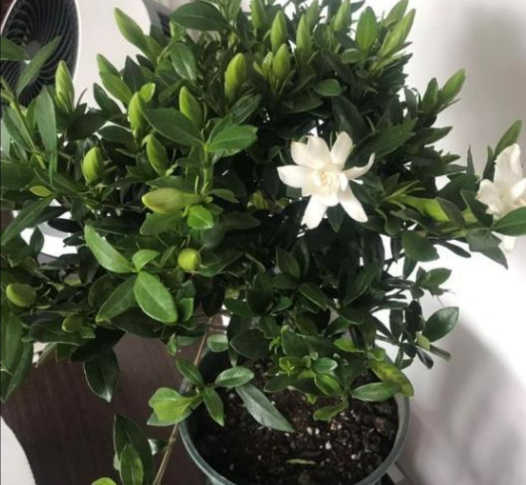 冬季茉莉盆栽叶片变黄是什么原因,栀子茉莉花黄叶掉花什么原因