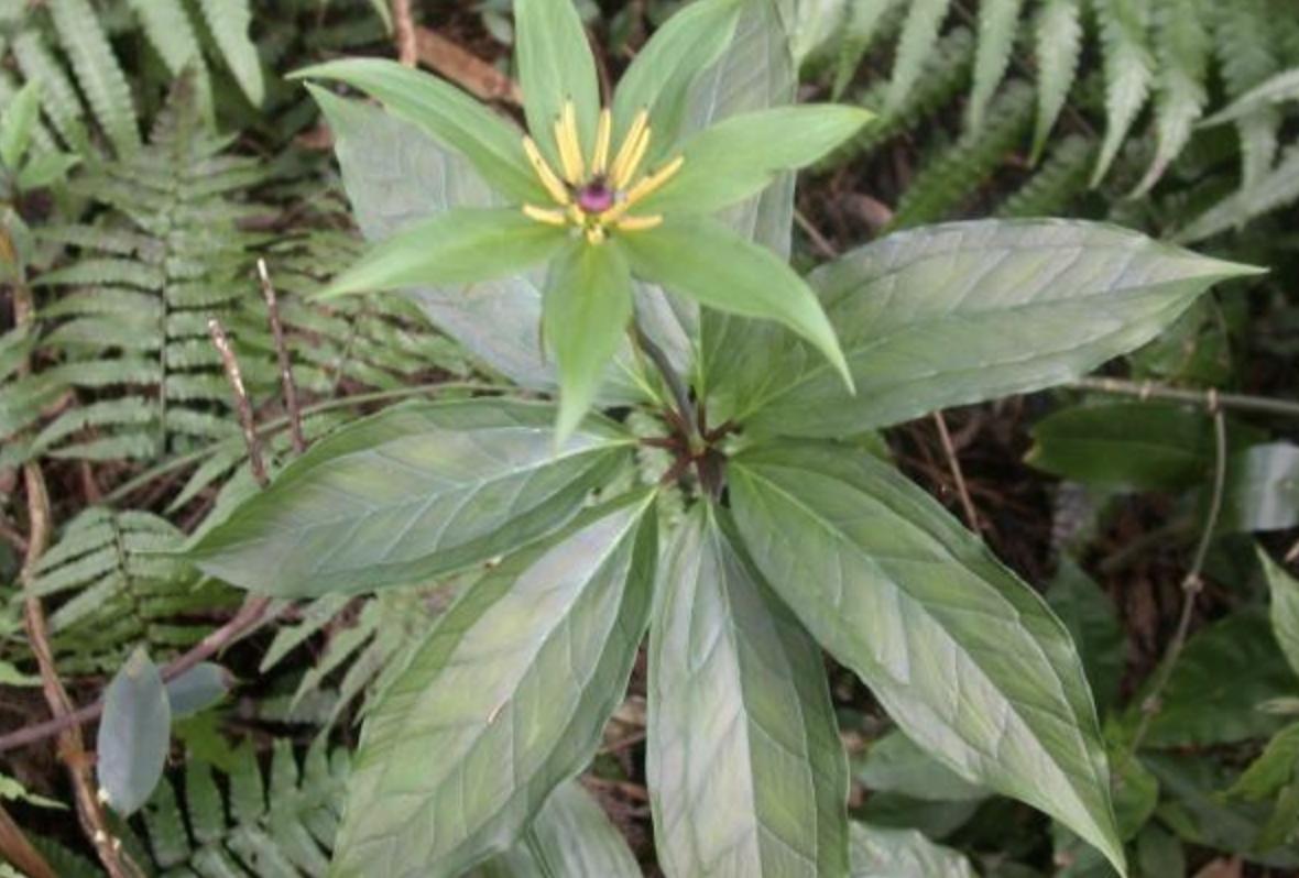 这些农村常见的野草你认识几个,七叶莲野草