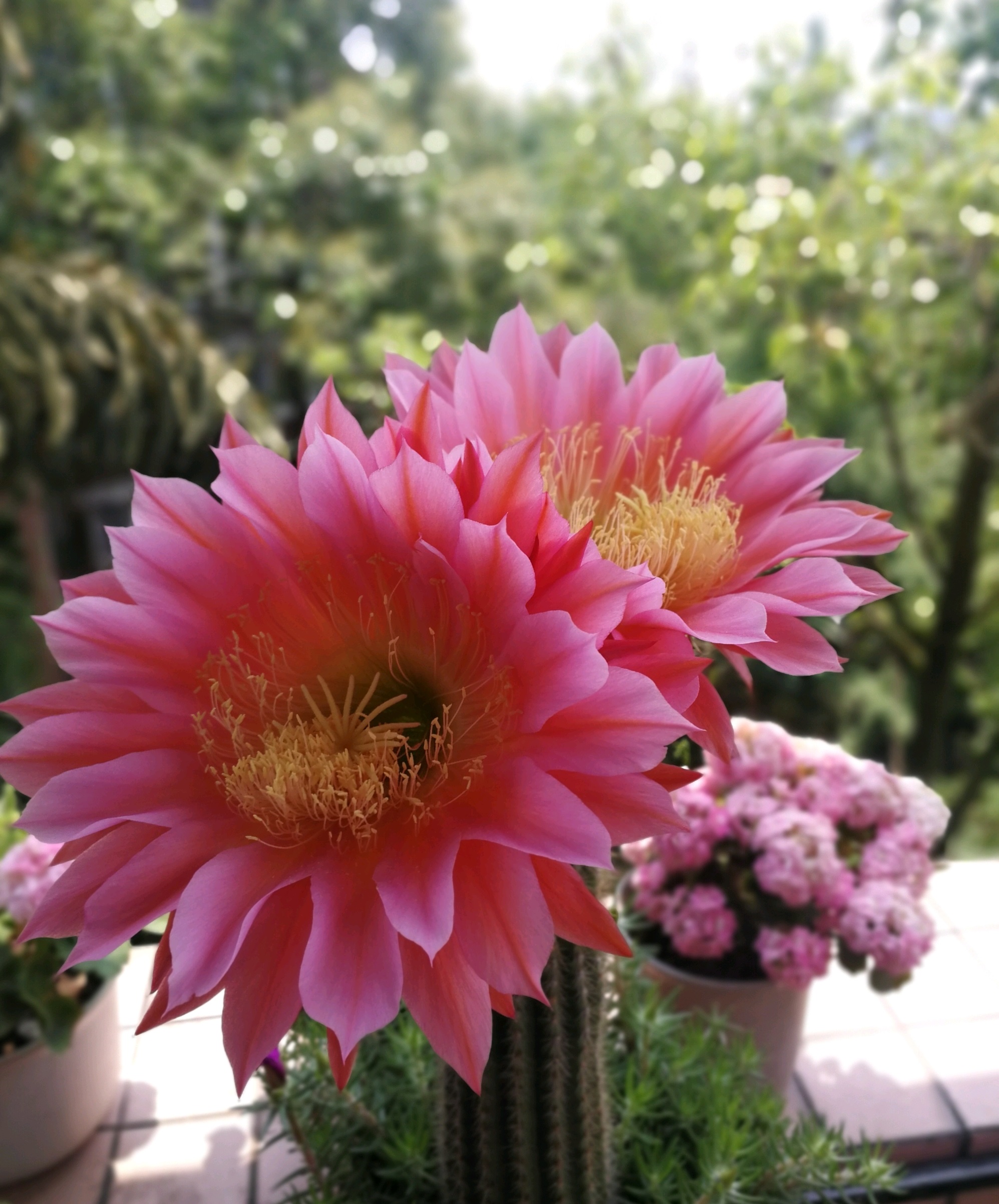 养什么花老桩值钱,这些花养成老桩就值钱了