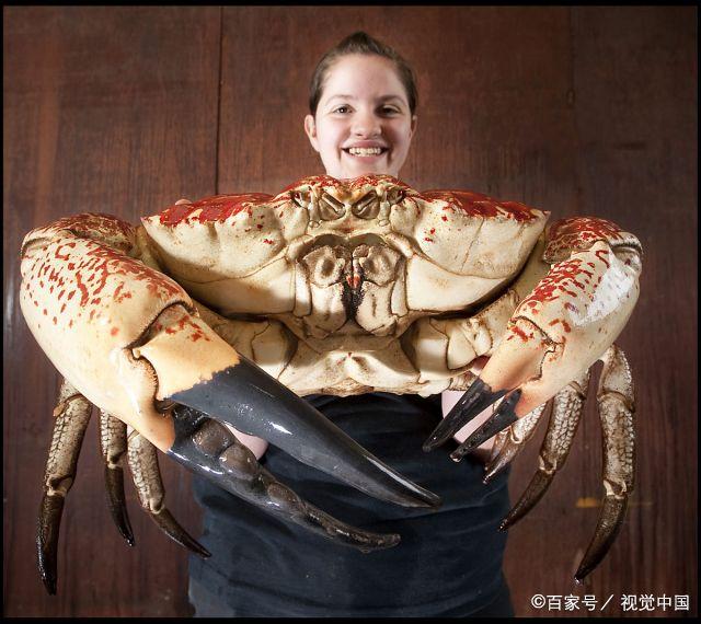 买回来的螃蟹吃不完怎么存放,螃蟹买多了吃不完怎么保存