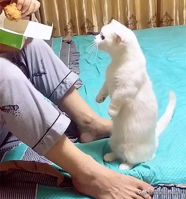 铲屎官想偷吃点零食也太难了吧,铲屎官日常被撒狗粮