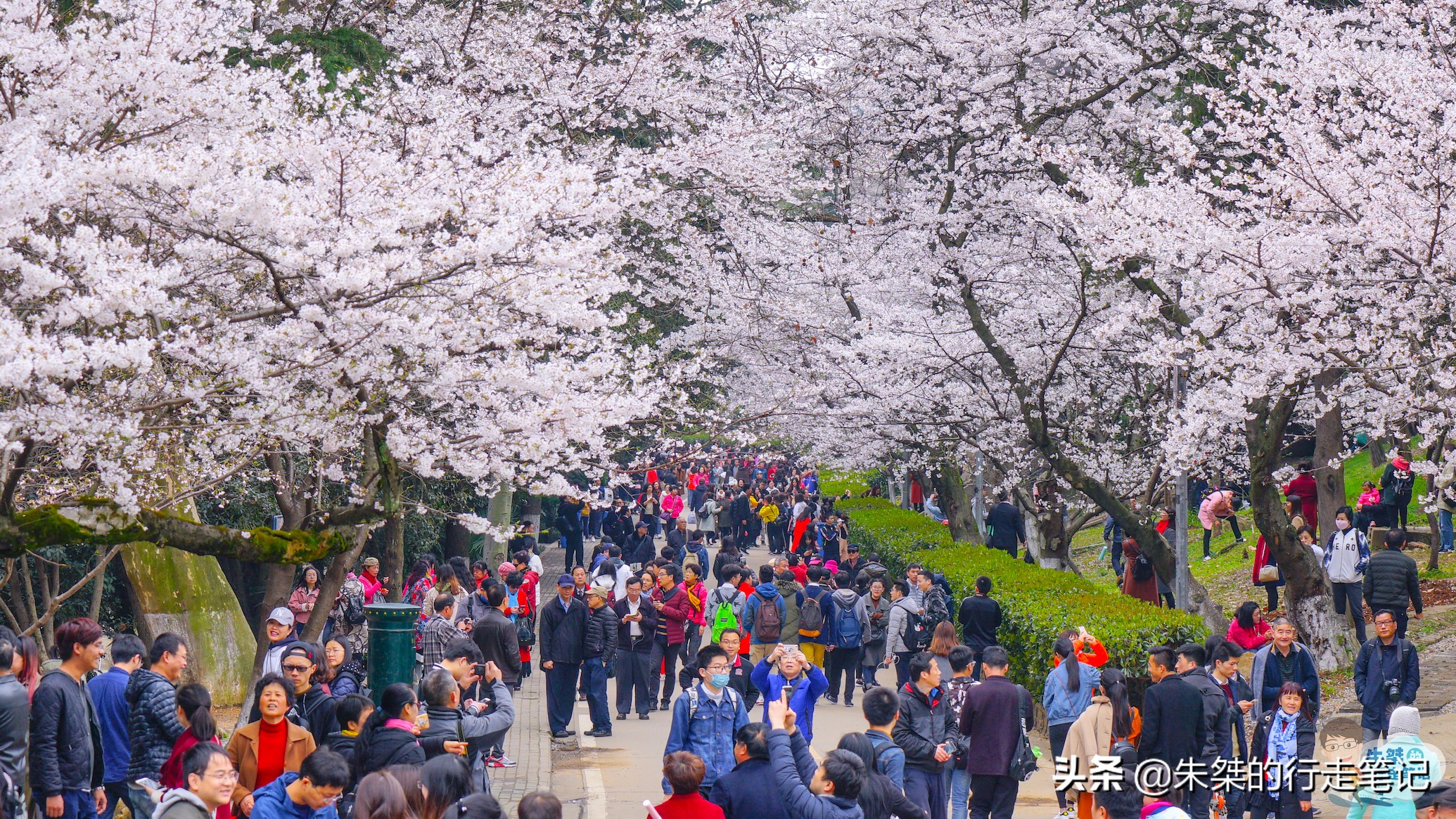 各个品种的樱花竞相开放,各个品种的樱花竞相开放争奇斗艳