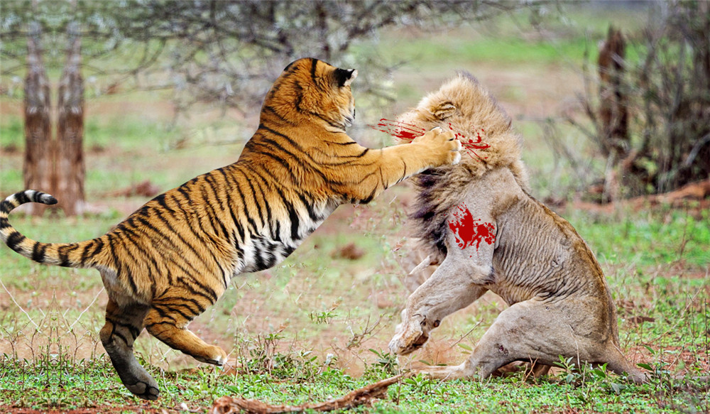 孟加拉公虎捕猎野猪,孟加拉雄虎吃野猪