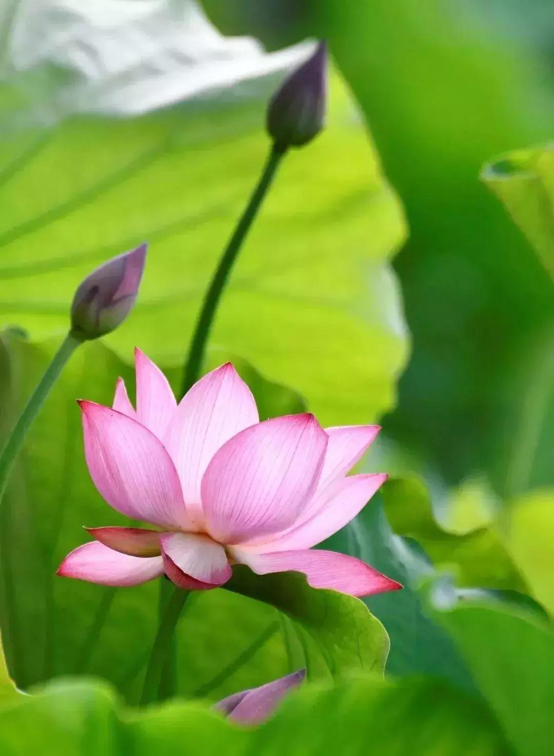 中国著名赏荷胜地,中国最著名的十大赏荷地