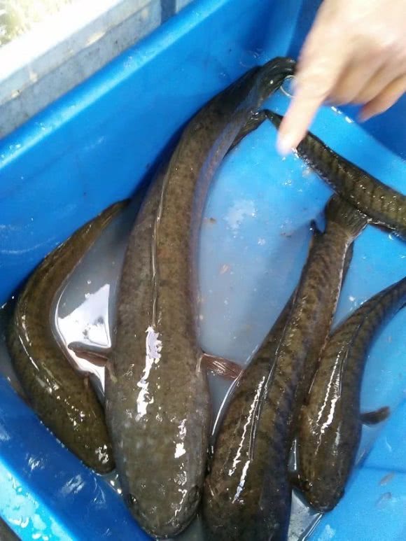 <html>
<head><title>502BadGateway</title></head>
<body>
<center><h1>502BadGateway</h1></center>
<hr><center>nginx</center>
</body>
</html>
<!--apaddingtodisableMSIEandChromefriendlyerrorpage-->
<!--apaddingtodisableMSIEandChromefriendlyerrorpage-->
<!--apaddingtodisableMSIEandChromefriendlyerrorpage-->
<!--apaddingtodisableMSIEandChromefriendlyerrorpage-->
<!--apaddingtodisableMSIEandChromefriendlyerrorpage-->
<!--apaddingtodisableMSIEandChromefriendlyerrorpage-->
