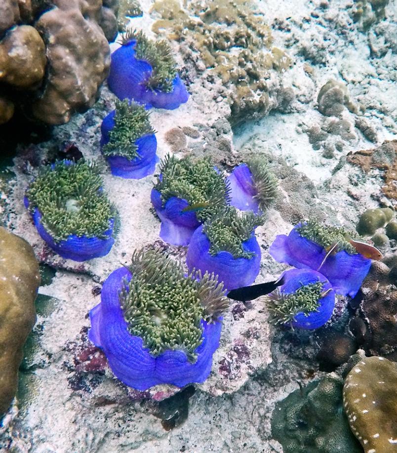 泰国普吉岛斯米兰岛旅游攻略,泰国旅游普吉岛的夏天皮皮岛浮潜