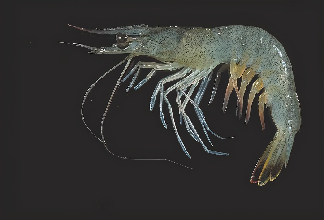 科普一下虾的种类什么梗,对虾的介绍及图片