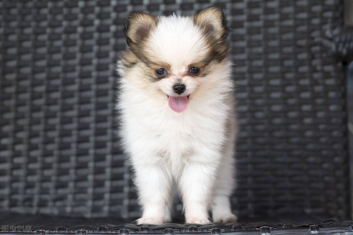 国产十大放心狗粮品牌,国产狗粮品牌十大排行榜最新