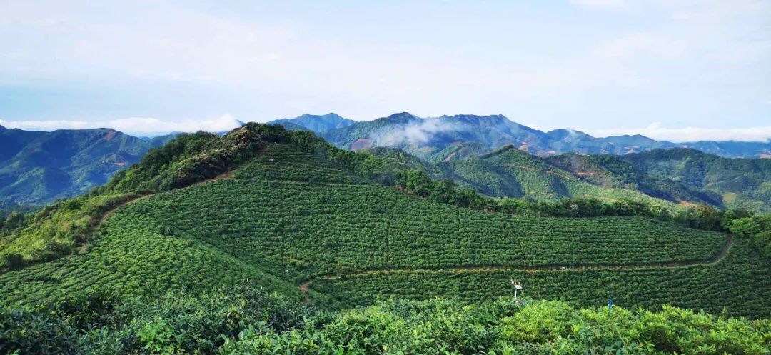 郁南千官镇乡村振兴,郁南县千官镇现任镇委书记