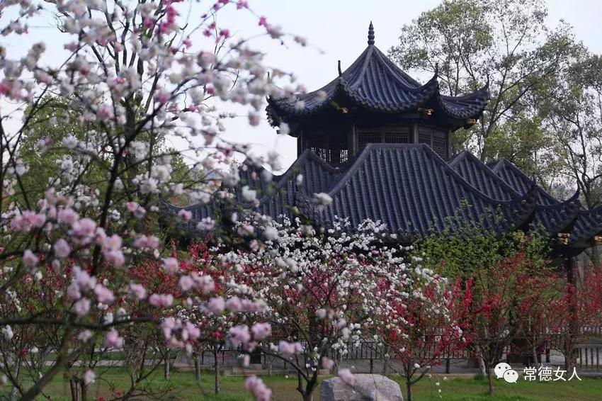 桃花源又见桃花开，盛景等君来，你若不来、花为谁开？