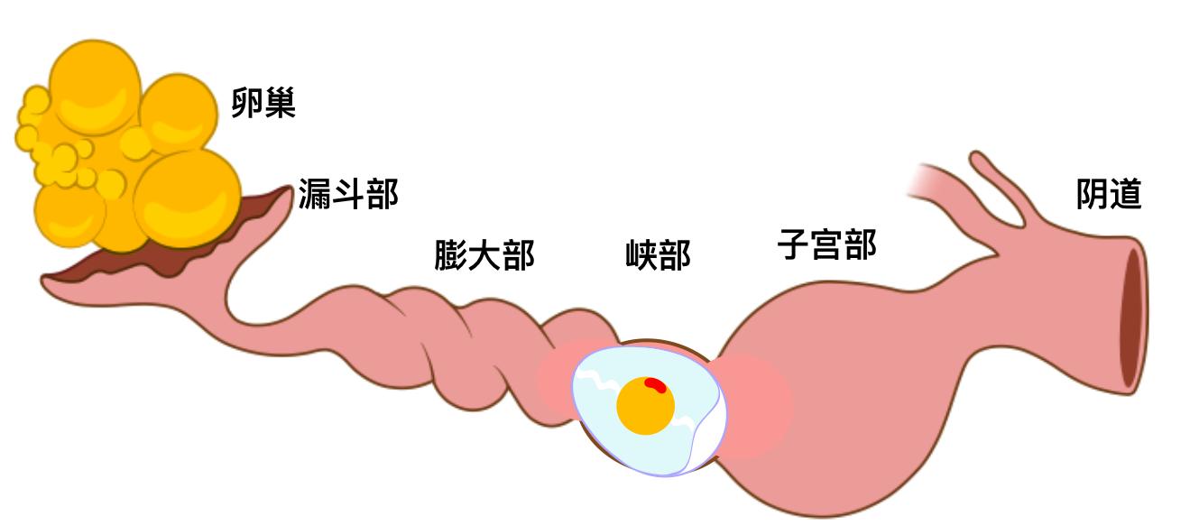 双黄蛋的产生：和激素无关，但也很有趣