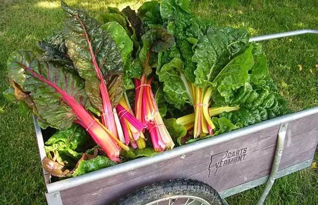 探秘！中国有机农业该如何发力（附国外优秀案例）