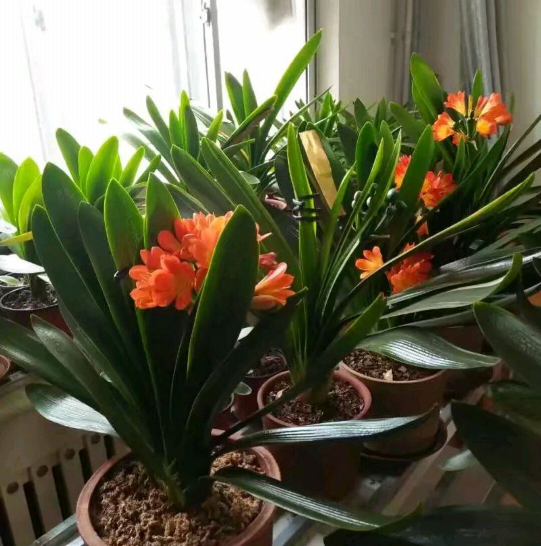 君子兰不冒花箭怎么养,君子兰养护怎样使君子兰不夹箭