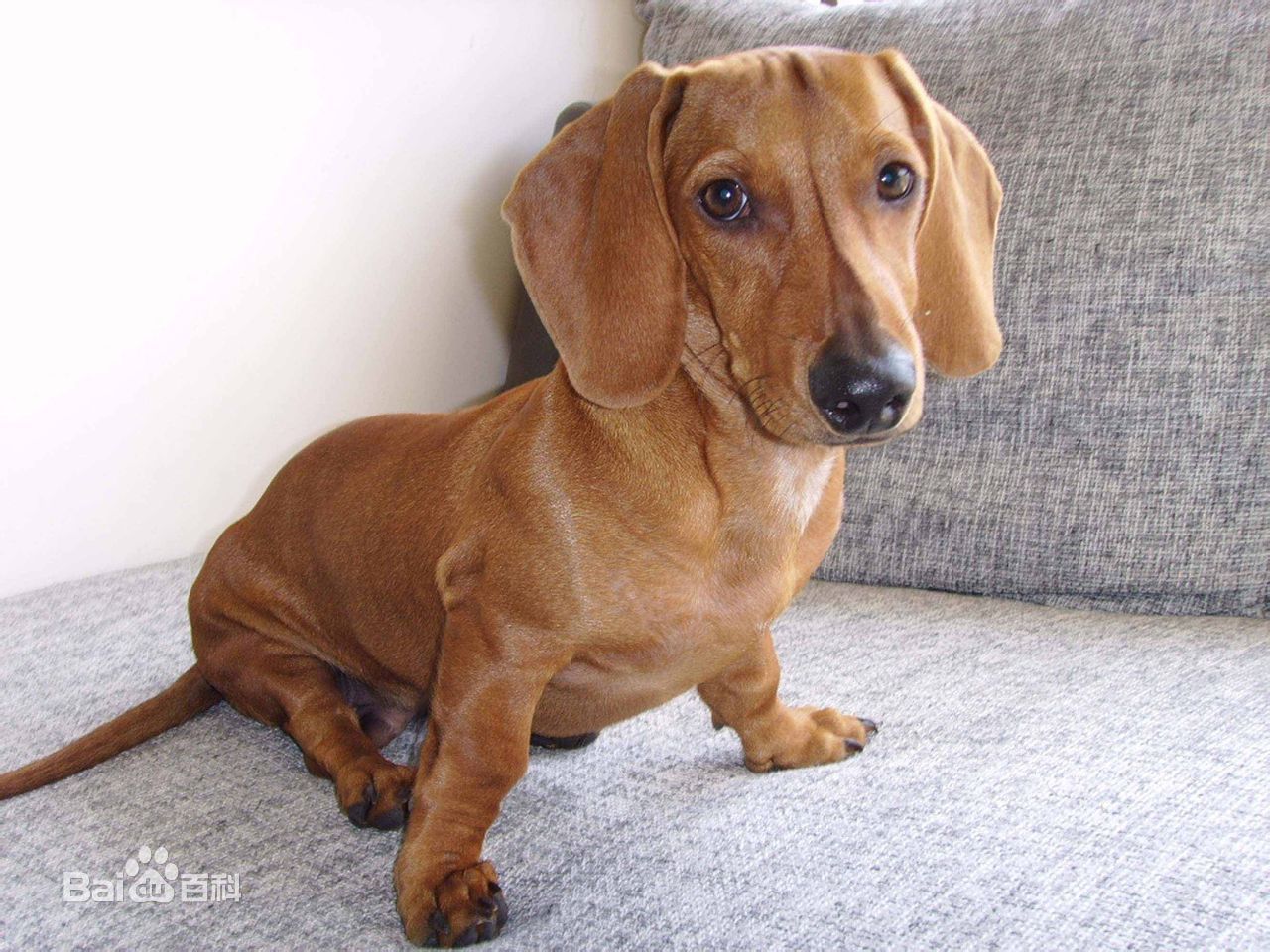 小型犬品种大全及图片柯基犬,不掉毛无体味性格温顺的小型犬