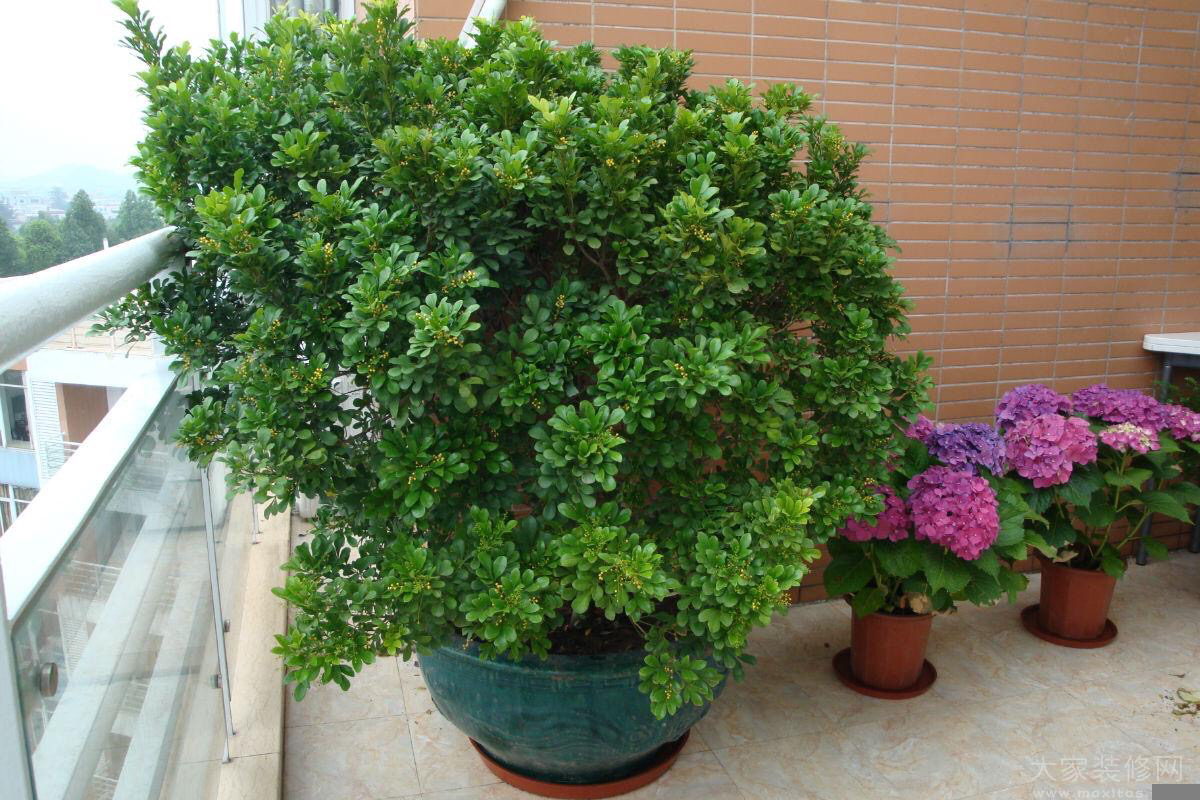 淘米水浇米兰多久浇一次,米兰能用淘米水浇吗