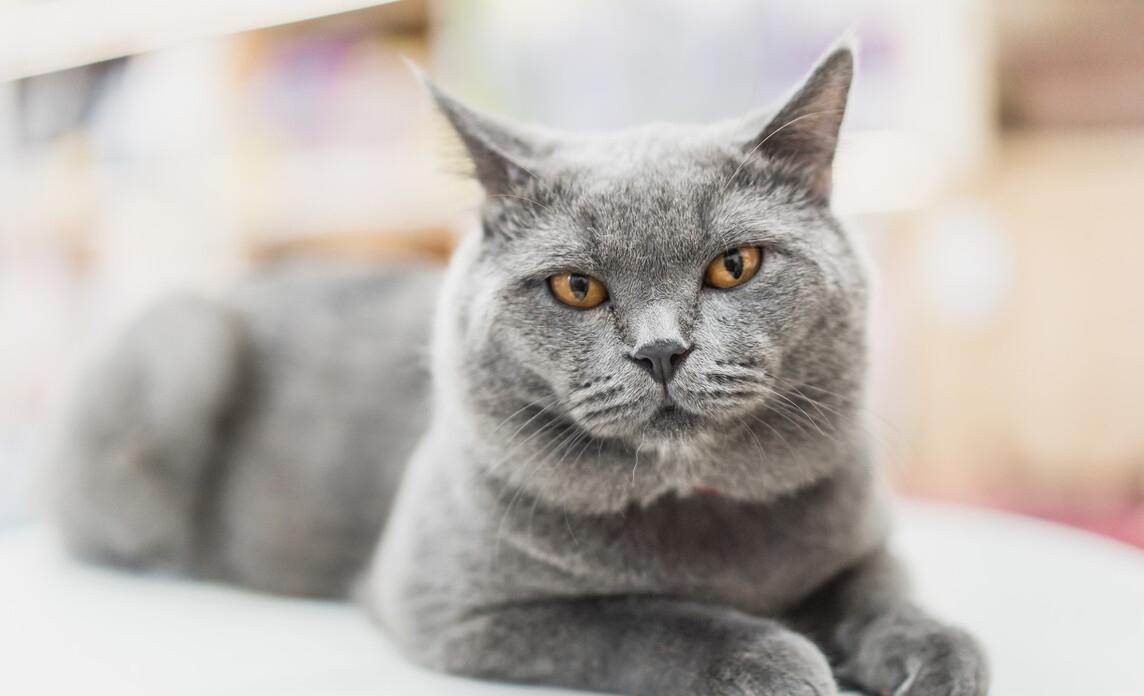 英短猫有什么毛病吗,英短猫咪为什么拉屎臭