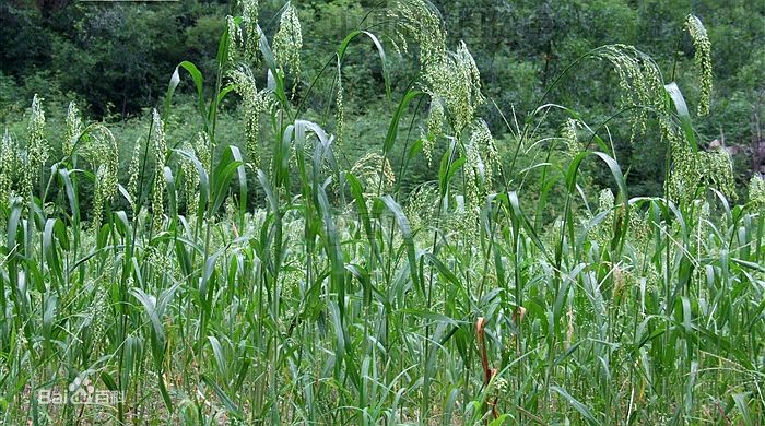 搬家的五谷丰登是哪五谷,五谷丰登的五谷指的是哪