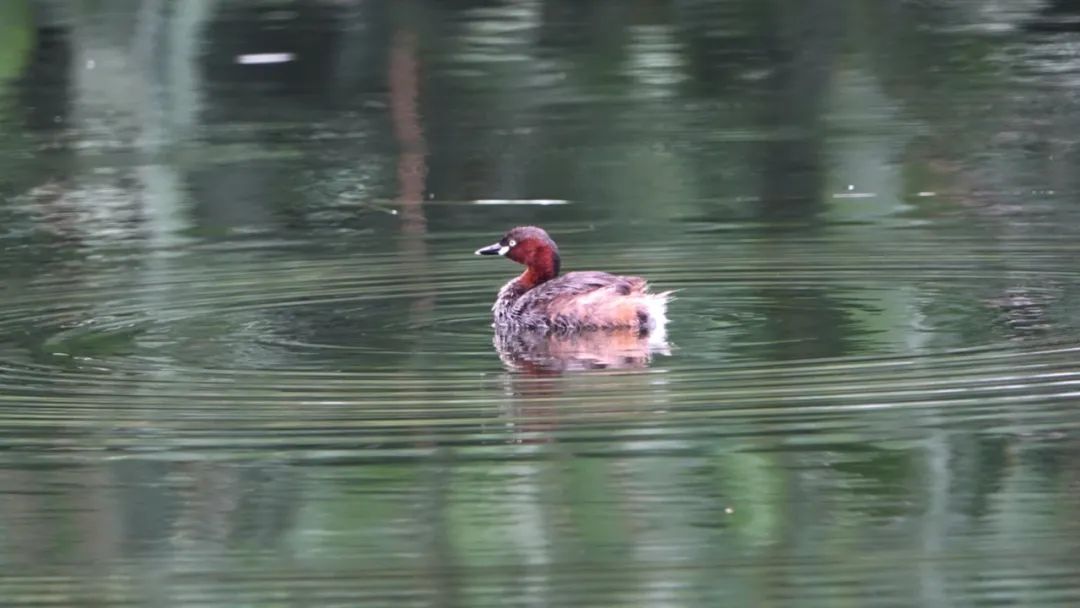 小䴙䴘｜会捕鱼的葫芦，能潜水的高手