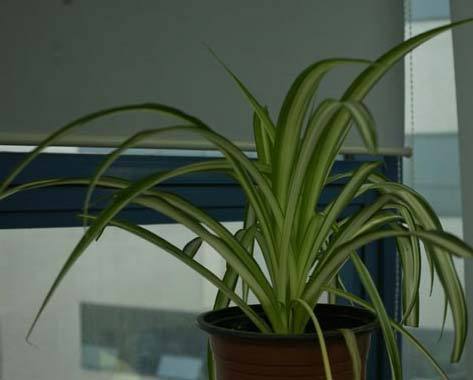 旺财旺宅小盆栽,最旺家的28种植物