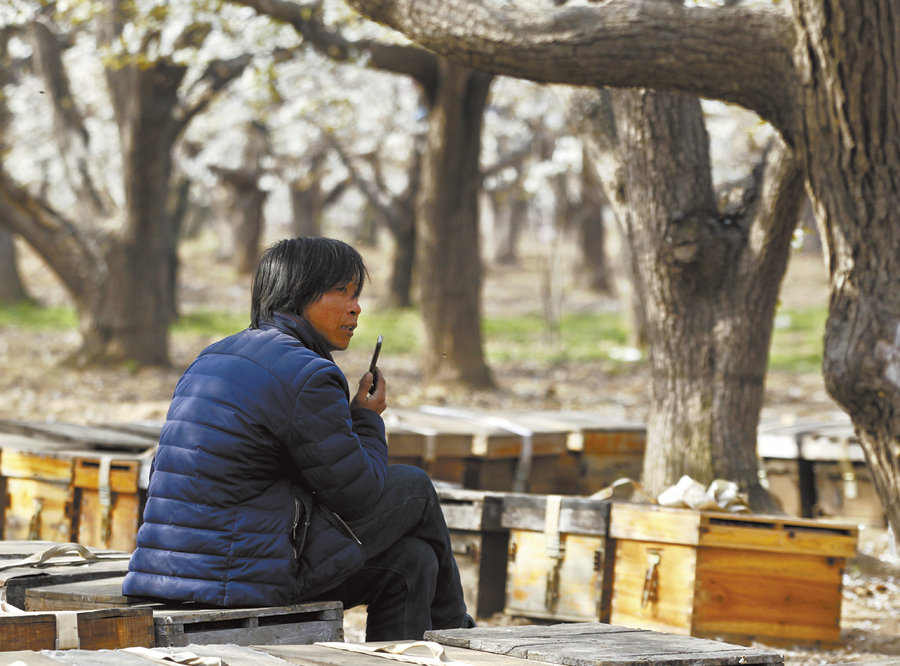 赵县梨花似雪开赞皇蜂农采蜜来