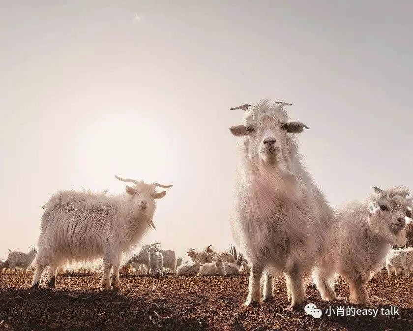 羊绒面料和黄金料面料有什么区别,高档羊毛羊绒面料知识