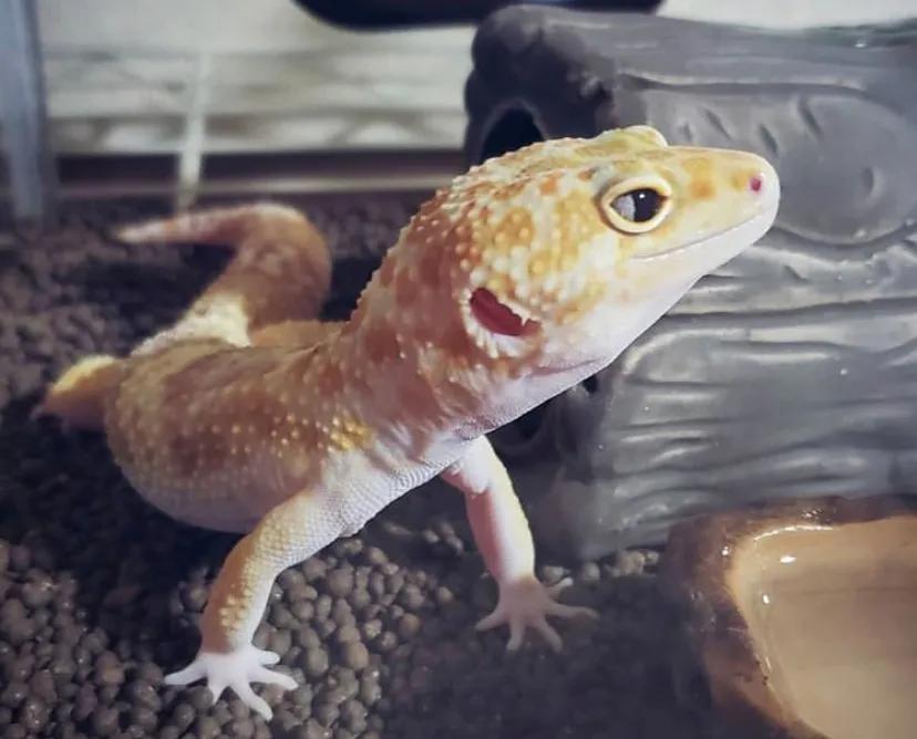 豹纹守宫繁育选什么基因,豹纹守宫怎么饲养可以更加听话