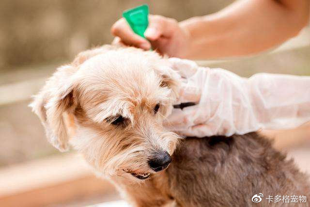 狗脱毛身上有异味,什么狗身上没异味不掉毛