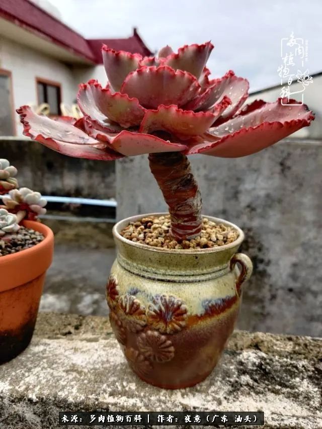 广东春天多肉图片大全,这个季节的多肉状态是最美的