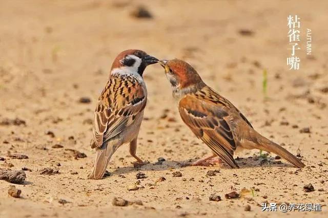 动画二十四节气春分,二十四节气春分解释