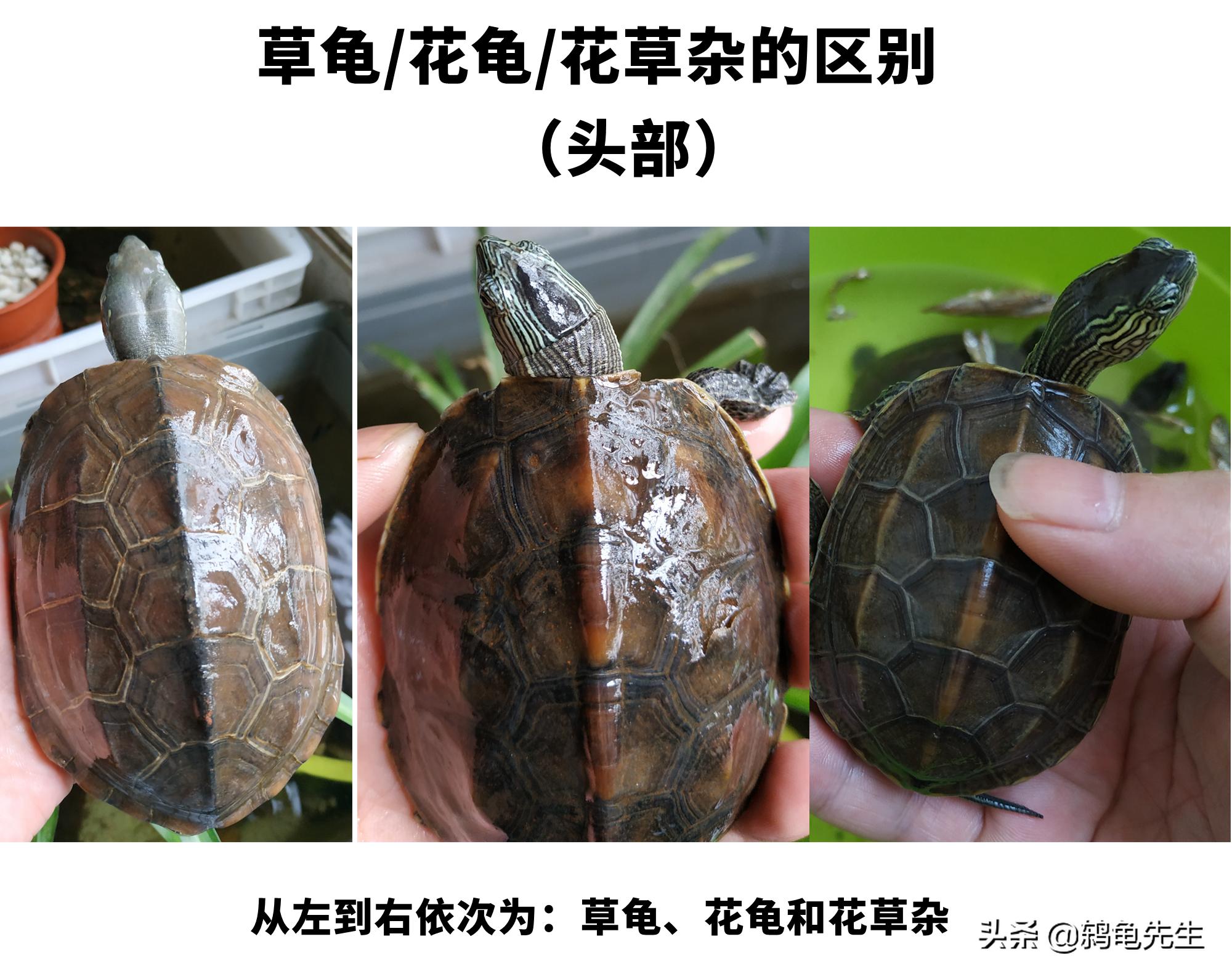 花草杂龟和花龟的区别,乌龟品种大全地图龟和草龟
