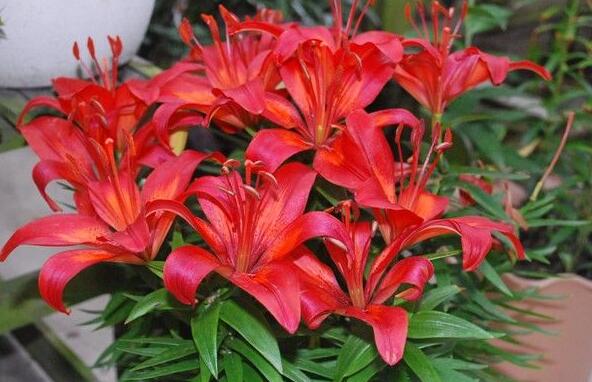 盆栽百合花怎么养才多开花教程,盆栽百合花开花后怎么养护