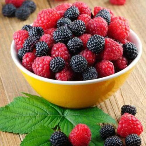 高价格水果品种大全,好打理的水果种植品种