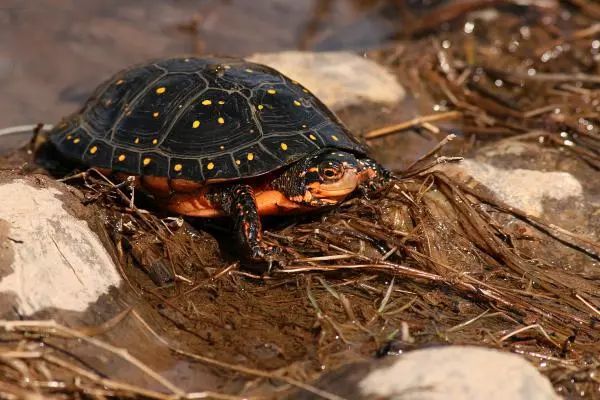 星点龟是热带龟还是冷水龟,星点龟的自然生存环境