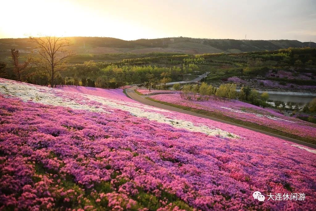 大连森林花海,大连花海旅游攻略