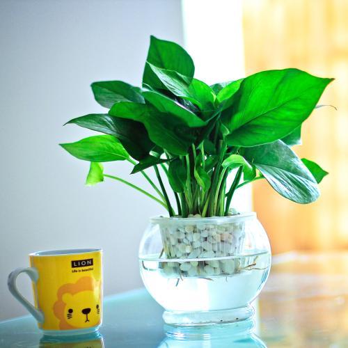 绿萝剪枝水培方法养龟,水培绿萝和鱼一起养