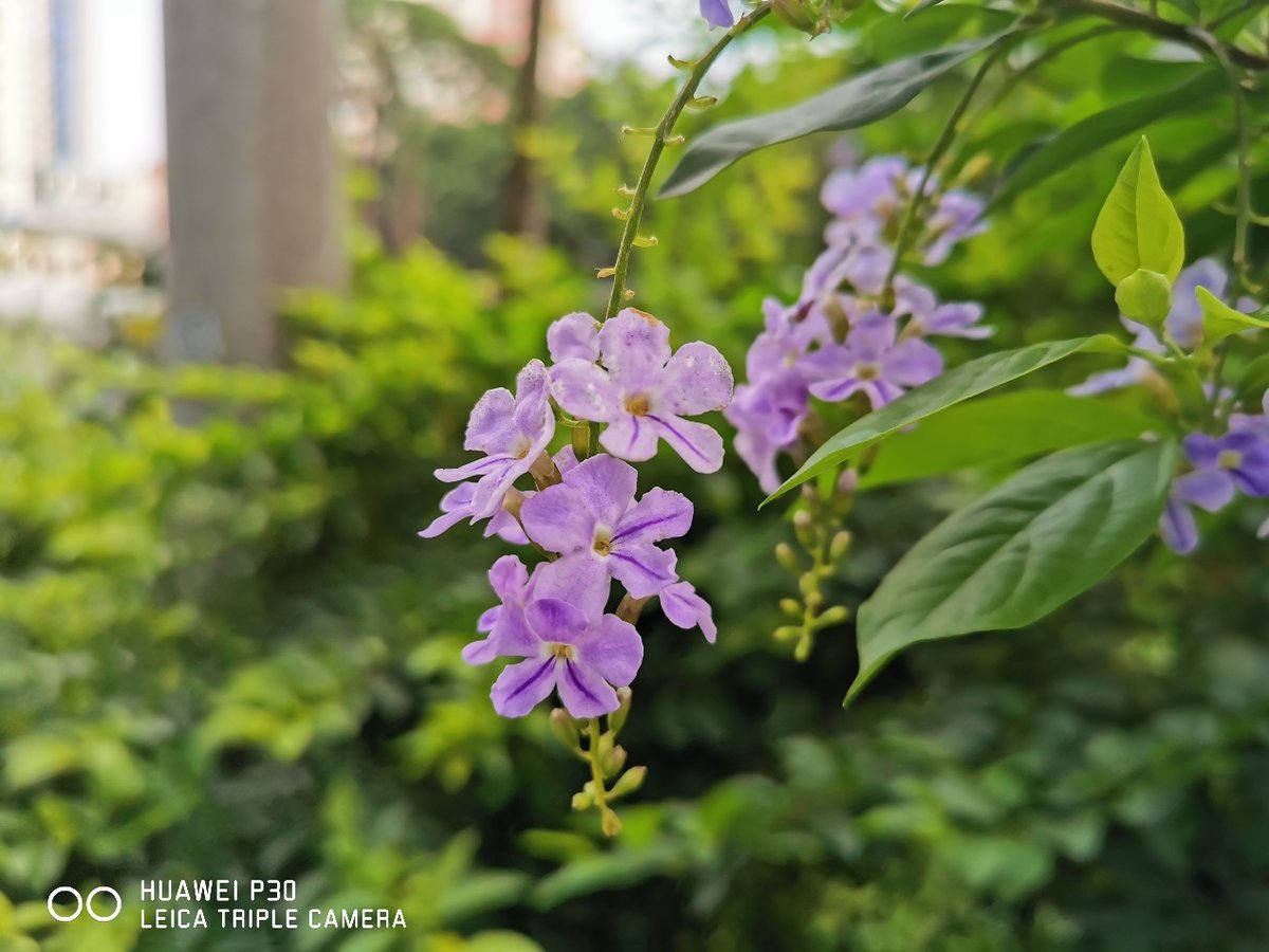 华为p30除了拍照还有什么特点,华为p30除了拍照其他方面如何