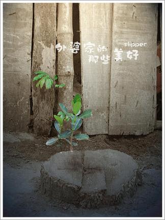 中考满分作文托物言志,中考作文悬念技巧