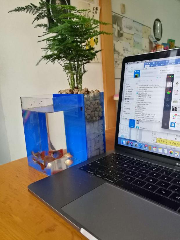 自制免换水生态鱼缸小型,自制自循环生态鱼缸