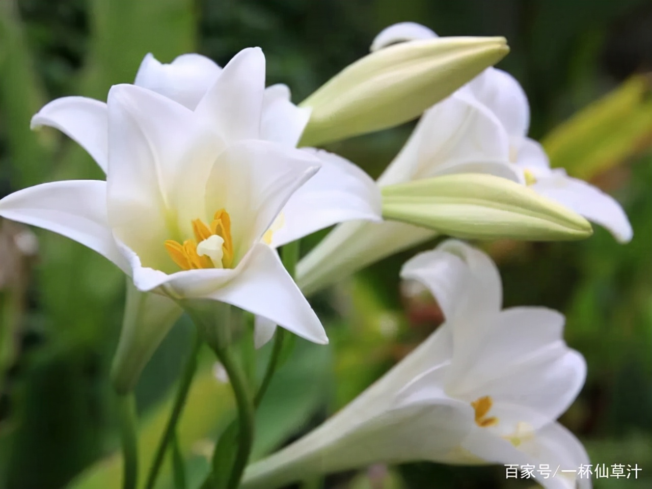 各种鲜花的花语及图片,花店常见鲜花品种及花语