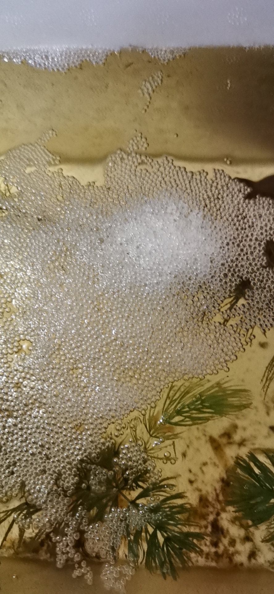 斗鱼孵出来了掉水咋办,斗鱼下鱼籽怎么孵出小鱼