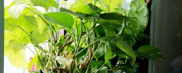 绿萝黄叶的原因和解决方法,绿萝套袋黄叶了